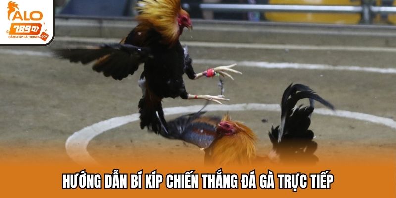 Hướng dẫn bí kíp chiến thắng đá gà trực tiếp