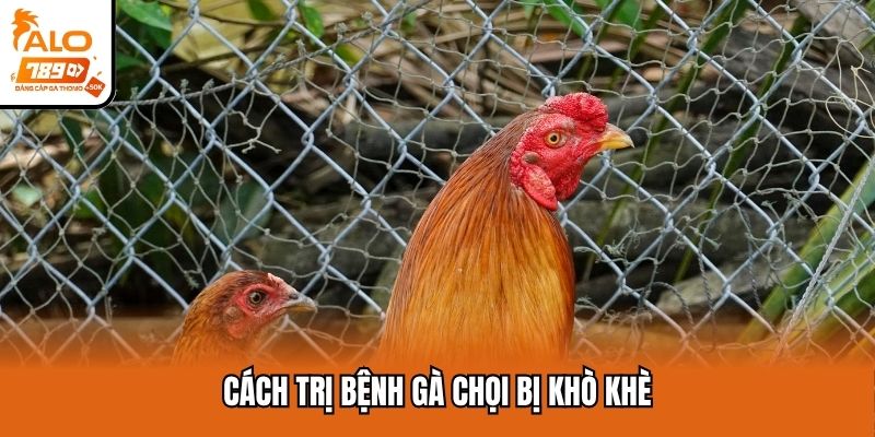 Cách trị bệnh gà chọi bị khò khè