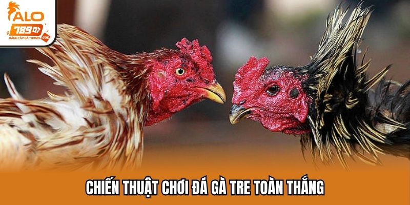 Chiến thuật chơi đá gà tre toàn thắng