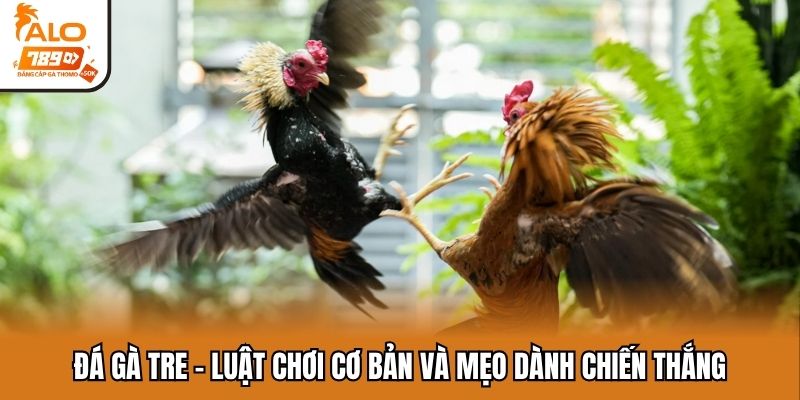 Đá gà tre
