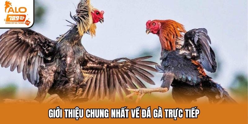 Giới thiệu chung nhất về đá gà trực tiếp