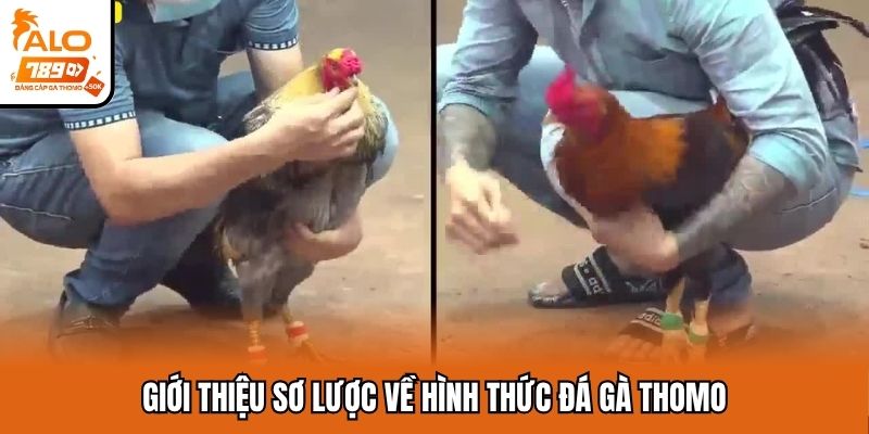 Giới thiệu những thông tin cần biết về đá gà Thomo