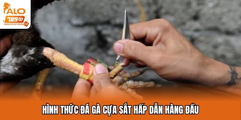 Hình thức đá gà cựa sắt hấp dẫn hàng đầu