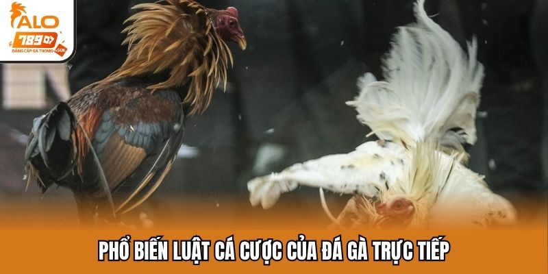 Phổ biến luật cá cược của đá gà trực tiếp