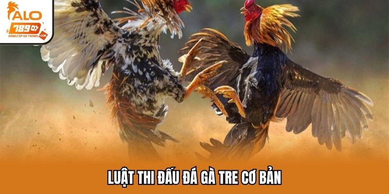 Luật thi đấu đá gà tre cơ bản