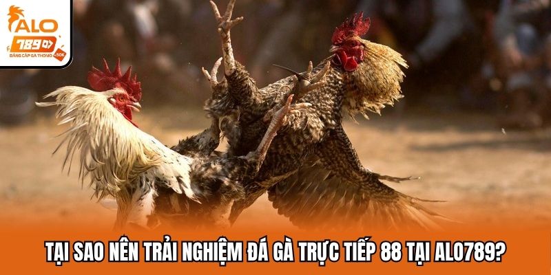 Ưu điểm hút khách của đá gà trực tiếp 88