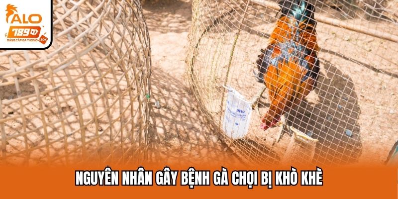 Nguyên nhân gây bệnh gà chọi bị khò khè