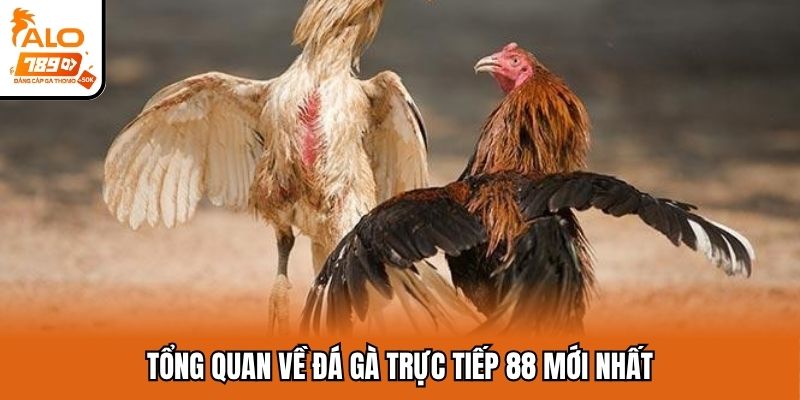 Thông tin chung về đá gà trực tiếp 88