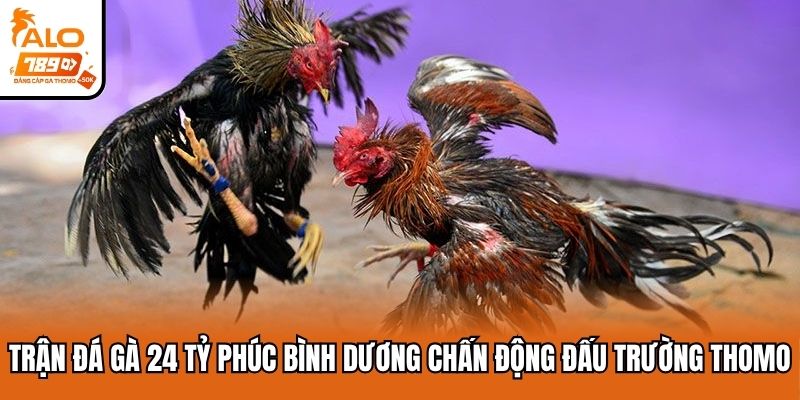 Trận đá gà 24 tỷ