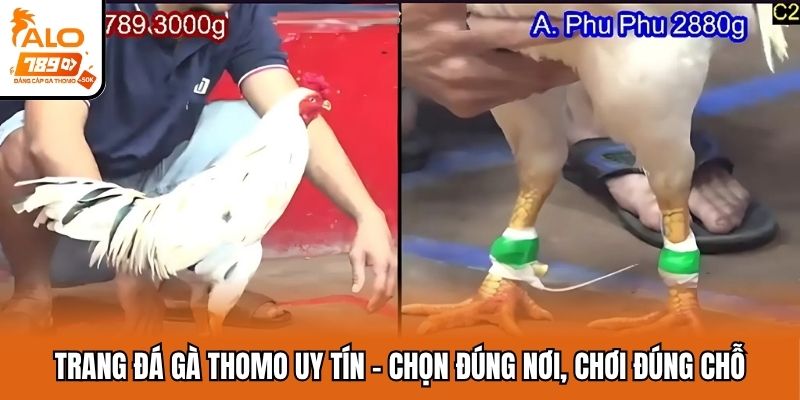 trang đá gà Thomo uy tín
