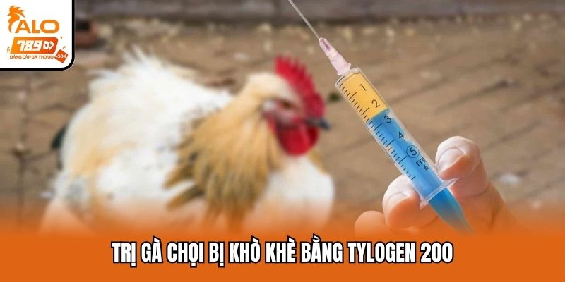Trị gà chọi bị khò khè bằng TYLOGEN 200