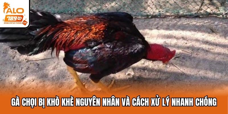 gà chọi bị khò khè